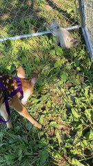 Rescued Fawn and Kitten Are Best Friends