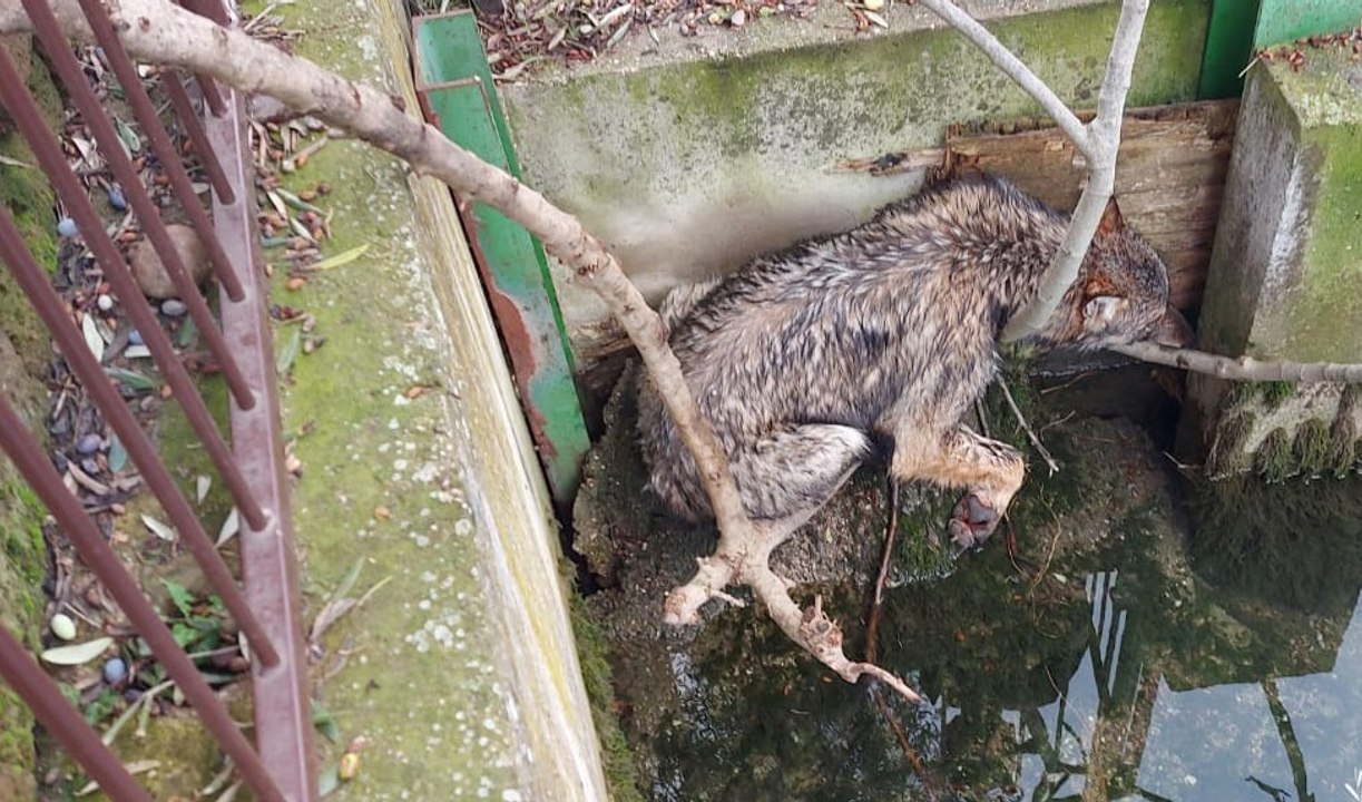 Verona - Lupo finisce in un canale: salvato dai Vigili del Fuoco (26.01.23)