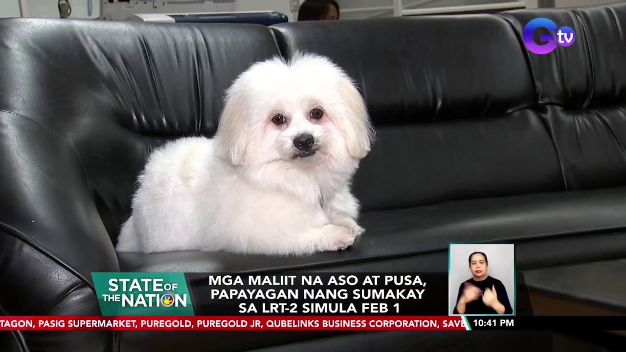 Mga maliit na aso at pusa, papayagan nang sumakay sa LRT-2 simula Feb 1 | SONA