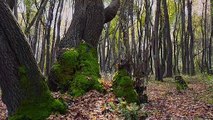 Köyceğiz Sığla Ormanı'ndaki ağaçların kesilmemesi için imza kampanyası başlatıldı