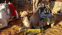 Find out why camels eat snakes - اُونٹ کے مطالق فرمانِ نبوی ﷺ ضرور سن لیں - Islamic Teacher