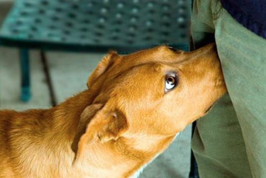 Pourquoi les chiens sentent-ils les parties intimes des gens ?