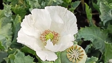 नीमच जिले में काले सोने पर छाई सफेदी की बहार, डोडे भी दिखाई देने लगे