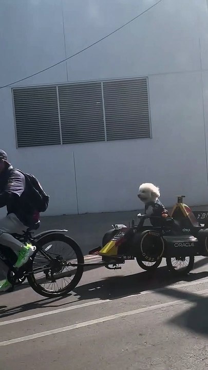Motorcycle Riding Doggo