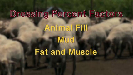 Live lamb evaluations in the Lamb Quality Video Series