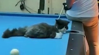 Funniest Animals 2022  Funniest Cats and Dogs   Pets Family