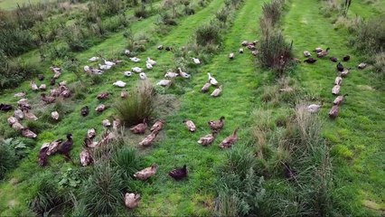 Ducks and Blueberries Go Together on a Regenerative Farm