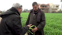 إجراء مصري للتغلب على أزمة توريد القمح