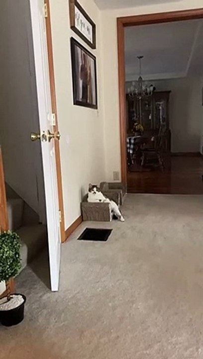 Funny cat videos 