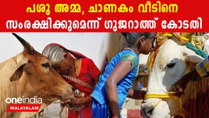 പശു നമ്മുടെ അമ്മ എന്ന് ഗുജറാത്ത് കോടതി | *India