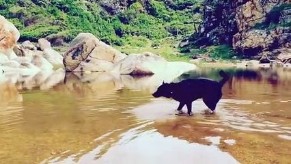 Disciplined Dog Plays Feeding Game With Baby Friend