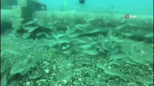 Mevsim normallerinin üzerinde seyreden deniz suyu sıcaklığı, balıkların üreme dönemini saptırdı