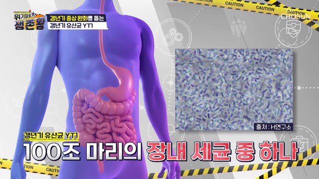 장과 전신 건강 두 마리 토끼 다 잡는 ✧갱년기 유산균 YT1✧ TV CHOSUN 230124 방송