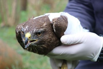 AVCILARIN VURDUĞU DOĞANA TEDAVİ