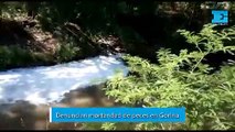 Preocupa en Gorina la mortanda de peces en el arroyo Rodríguez