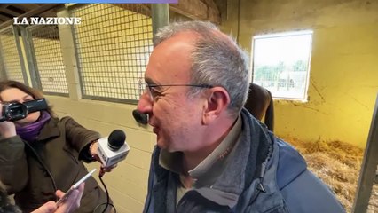 Palio, il cavallo Zentile dimesso dalla clinica veterinaria