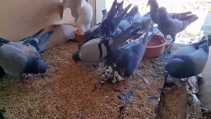 Pigeon: This Was Unexpected!! |    | Vlogs | Daily | Dubai