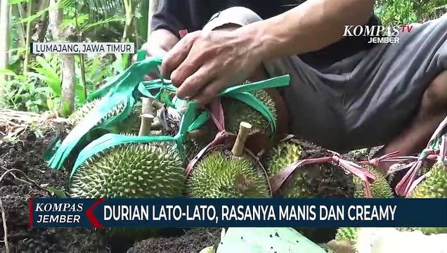 Durian Lato-Lato, Rasanya Manis Pahit, Ada Sensasi Creamy