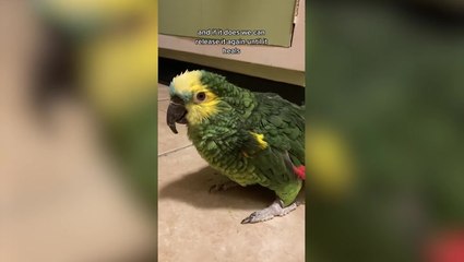 Neglected elderly parrot nursed back to health by animal carer: ‘Can’t believe this glow up’