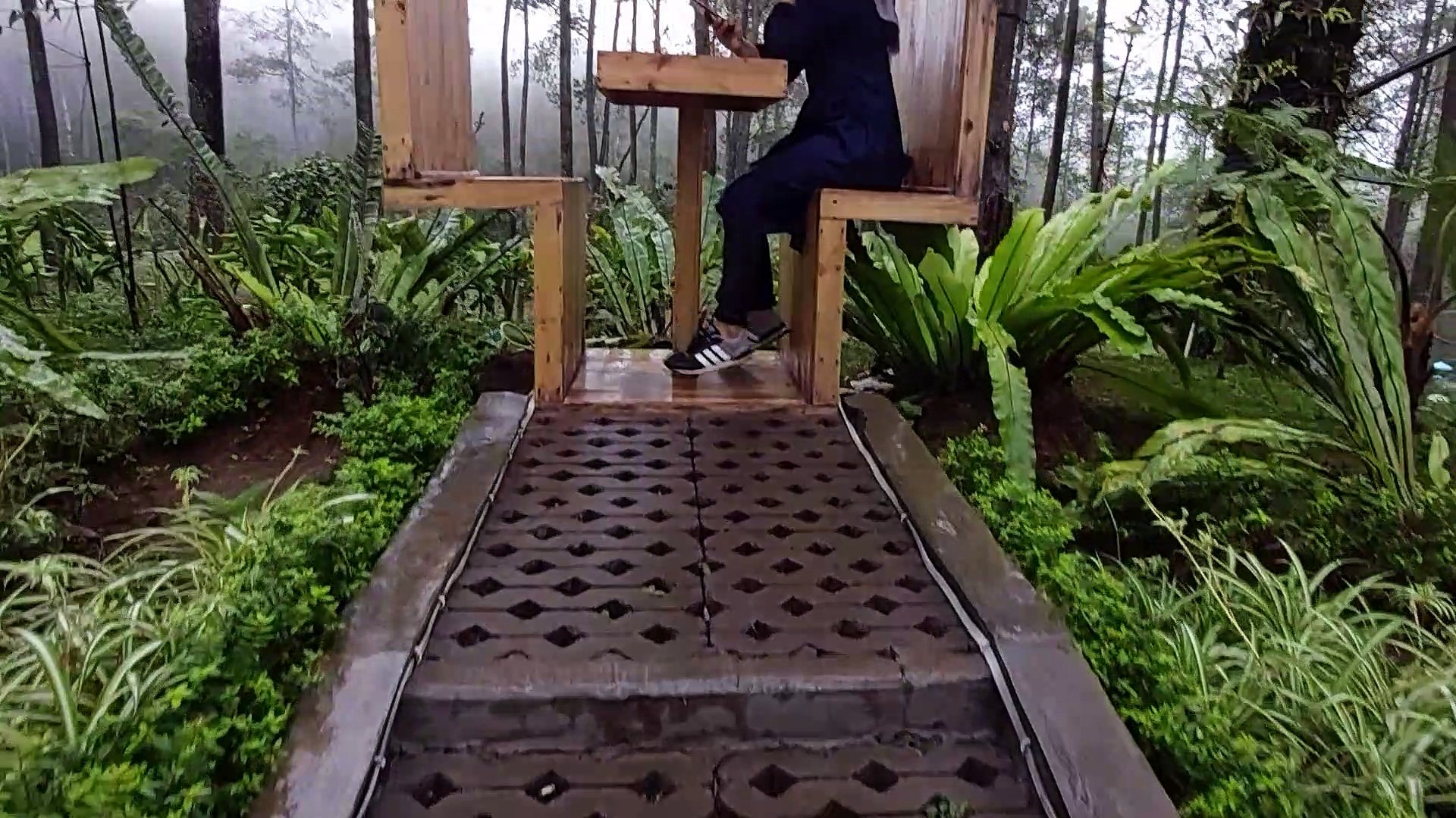 Forest  7