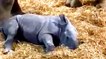 Must See! This Newborn Baby Rhino Has a Severe Case of the Zoomies