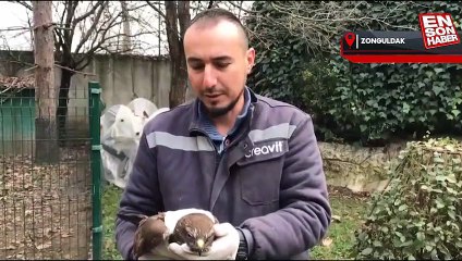 Jandarma ekiplerinin bulduğu yaralı doğan tedavi altında