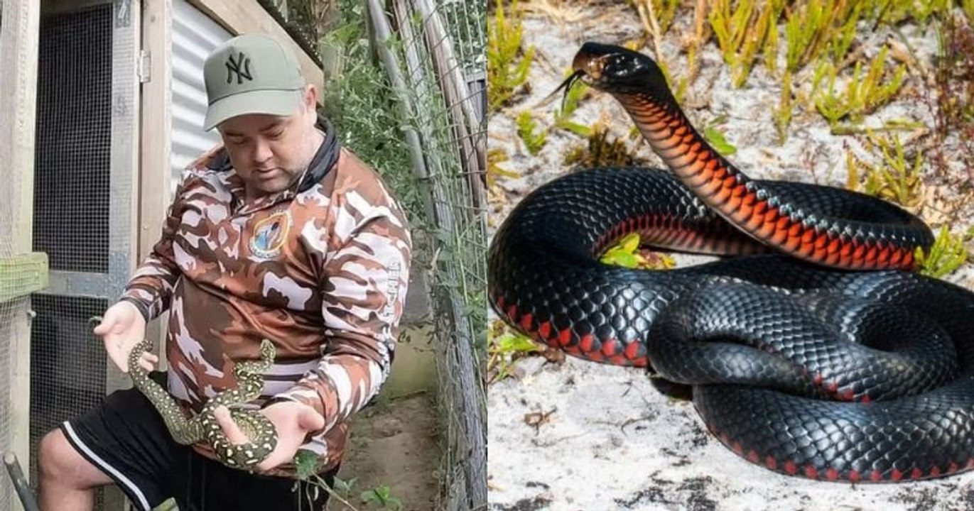 Furieux de ne pas être payé, cet attrapeur de reptile relâche un serpent mortel chez son client malhonnête