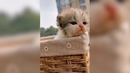 Cute And Funny Pets  Try Not To Laugh To These Pets Compilation