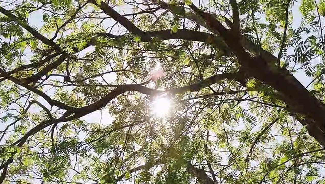 Summer Days - Music Video - Neal Smith