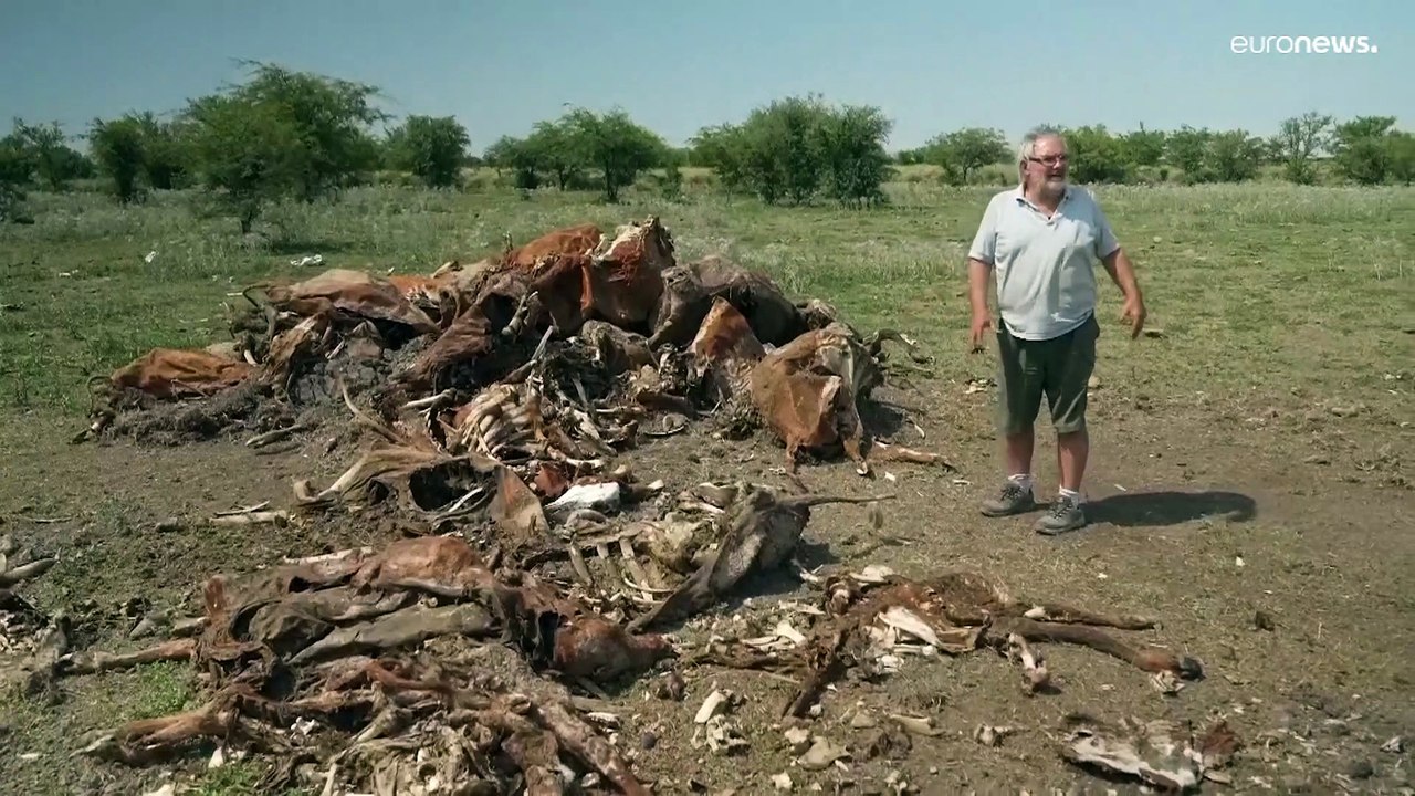 Dürre in Argentinien: Die Kühe sterben massenweise