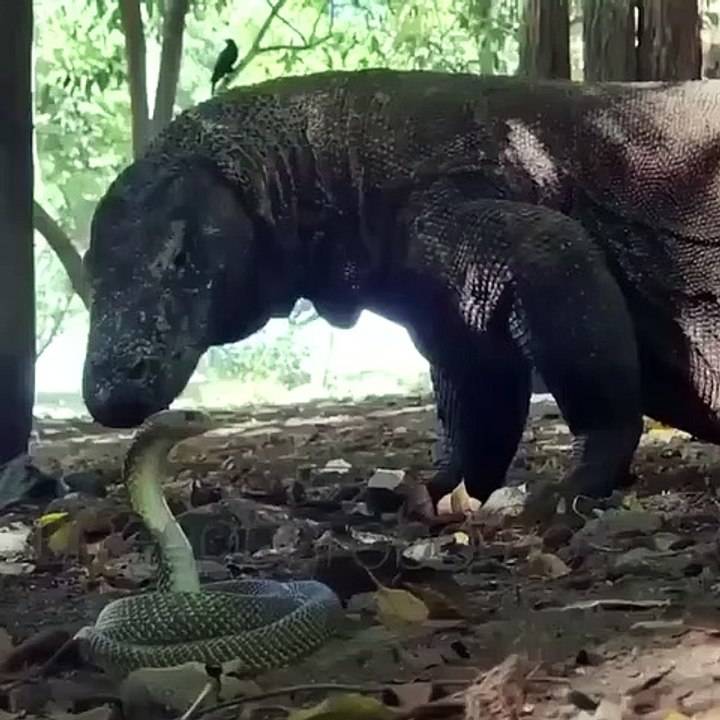 king cobra vs komodo dragon
