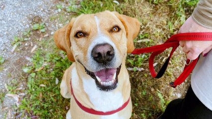 Come fare felici i nostri amici a quattro zampe