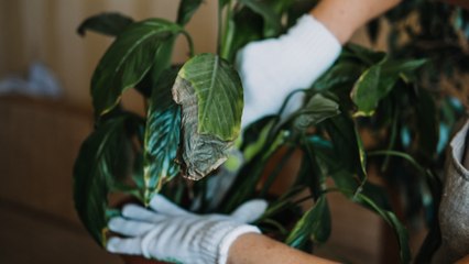 How to Fix 10 Common Houseplant Problems