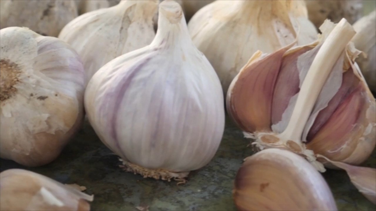 Why Is My Garlic Fuzzy