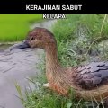 bebek dari sabut kelapa
