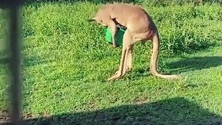 Kangaroo With a square object | kangaroo funny | #kangaroofight #kangaroofunny #kangaroo #animals