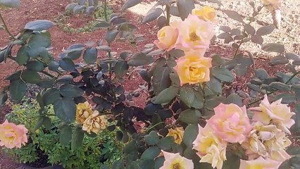 flowers lovers only