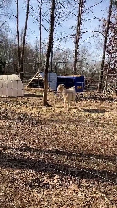 Goat Gambols Over the Gate