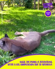 Meet Nigel the puma
