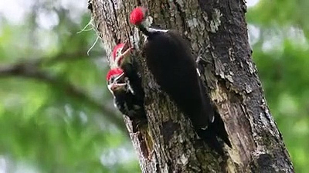 Pileated Woodpecker Nest in Florida |