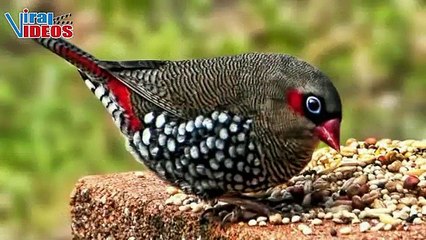 Red-eared Firetail (Stagonopleura oculata) | Nature is Amazing | Viral Birds Videos