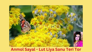 Anmol Sayal - Lut Liya Sanu Teri Tor