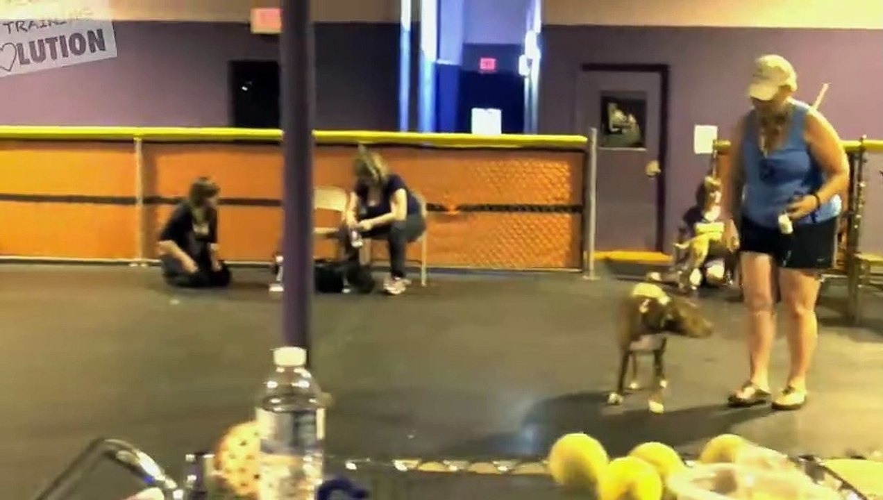 dog training tips | professional dog training | puppy training