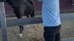 Man Gets Electric Shock While Trying to Feed Horse