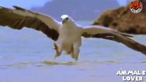Eagle Attacks Caught on Camera: The Ultimate Predator in Action l Eagle Attacks on Otters: The Battle for Survival