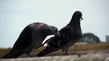PigeonMatingDance