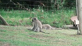 Animal Fight : Monkeys Fight