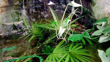 What Exactly Is a Gharial and Why Is It So Important?