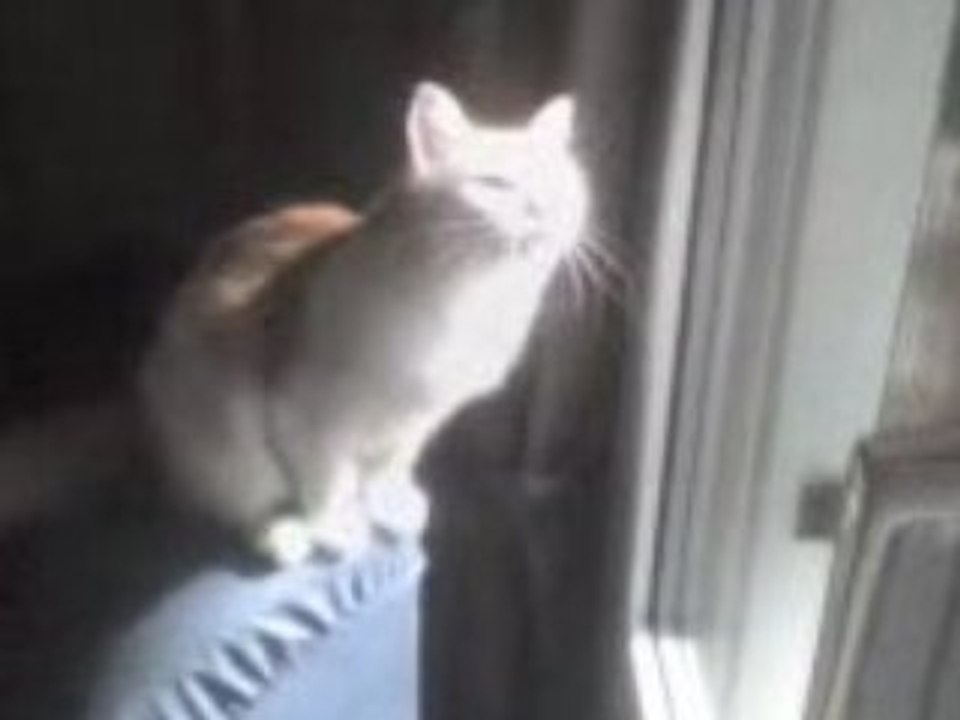 Pito chasse les mouches