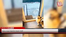 Kapıyı açıp köpekle kaçan kedi